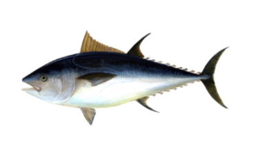 Cornish Bluefin Tuna